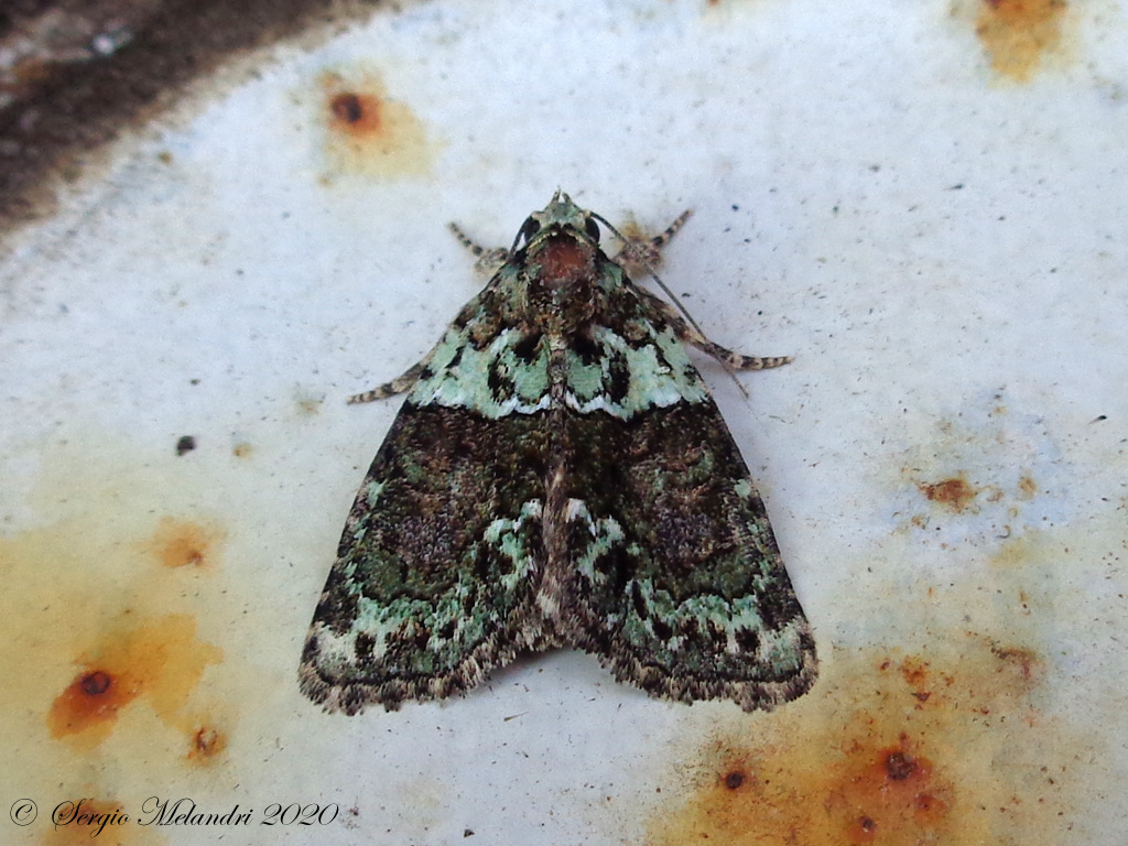 ID Falena 2: Cryphia algae - Noctuidae